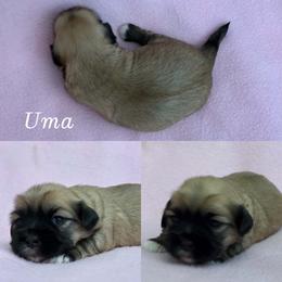 Uma - Cream female Lhasa Apso puppy in Cincinnati, Ohio from Shangri-La Lhasa Apsos
