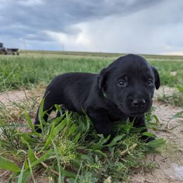 Dilute Retriever and Labrador Retriever Puppies from LC Hunting Labs, LLC.