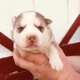 Sky - Red and white female Siberian Husky puppy in Thomasville, Georgia from Southern Blues Siberian Huskies