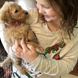 Goldendoodle Puppies from Cooley Doodles