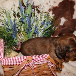 Dachshund Puppies from The Mini Weenies