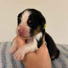 Burrito - Black tri-color male Australian Shepherd puppy in Anniston, Alabama from All Hale Aussies
