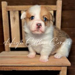 Highland-Mismark - White and red female Pembroke Welsh Corgi puppy in Benton, Arkansas from High Cotton Corgis