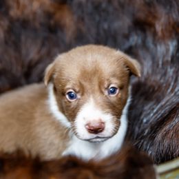 Girl 5 - White and red female Border Collie puppy in Shelbyville, Tennessee from C Horns Ranch Border Collies
