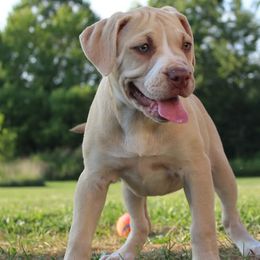 Speed Demon - female Alapaha Blue Blood Bulldog puppy in Grafton, Ohio from Eclipse Alapaha Kennels
