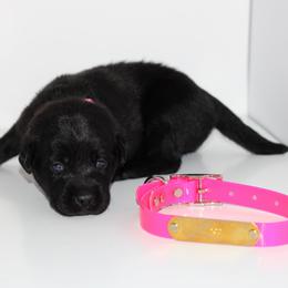 Black Widow - Black female Labrador Retriever puppy in Morrilton, Arkansas from Ancient Dogges Performance Dogs