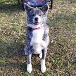 Katana (Orihime Go Kasumisou) - Brindle female Japanese Akitainu puppy in New Castle, Pennsylvania from Four Seasons Akita (Shikisou)