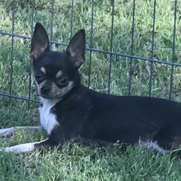 Mindy - Chihuahua