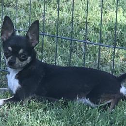 Mindy - Chihuahua