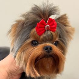 Zibochka - Blue and gold male Yorkshire Terrier puppy in Placerville, California from Diamond Springs Boutique