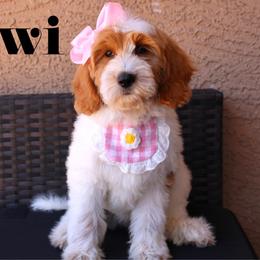 Kiwi - Parti female Goldendoodle puppy in Casa Grande, Arizona from AzDoodle Dandies
