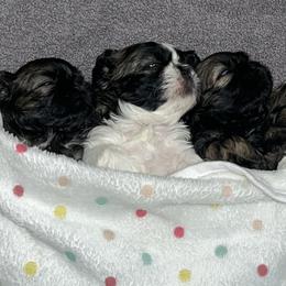 Shih Tzus from Glass City Shih Tzu