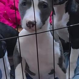 Garth - White and blue male Rat Terrier puppy in Ukiah, California from Poem's Haven Rat Terriers..AKA Mysthaven Rat Terriers