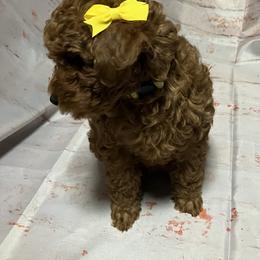 Poodle Puppies from Firebird Toy Poodles
