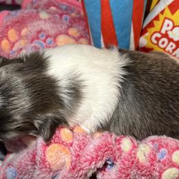 Shih Tzu Puppies from Lavender Lane Tzus