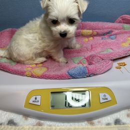 Girl 2 - White female Maltese puppy in Clover, South Carolina from Cudi’s Buddies