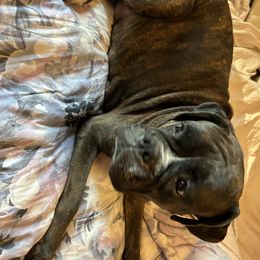 Bella - Boxer