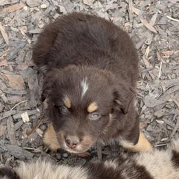 Storm - Red tri-color male Australian Shepherd puppy in Macon, Georgia from Shaina’s Shepherds