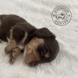 Dachshund Puppies from Dogwood Doxies