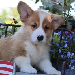 Oscar - Red male Pembroke Welsh Corgi puppy in Pollock, Missouri from Northstar
