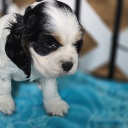 AKC Sunny - Black white and tan female Cocker Spaniel puppy in Midlothian, Virginia from Swift Creek Cocker Spaniels