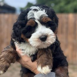 Ruckus - Tri-color male Bernedoodle puppy in Hillsboro, Oregon from Myt fine doodles