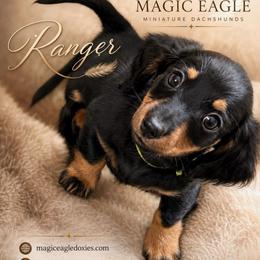 Ranger - Black and tan male Dachshund puppy in Shawnee, Oklahoma from Magic Eagle Miniature Dachshunds