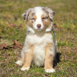 Green orange girl - Red merle female Australian Shepherd puppy in Clarkrange, Tennessee from Vom Wolff