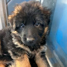 Miss Seafoam Green - Black and red female German Shepherd puppy in Purcellville, Virginia from Starry Night German Shepherd Dogs