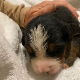 Truffle - Tri-color female Bernese Mountain Dog puppy in Rural Retreat, Virginia from Bernese Bunker