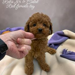 Purple collar - Red  female Poodle puppy in Emmaus, Pennsylvania from KC Poodles of PA