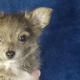 Chihuahuas from Heartland Chihuahua