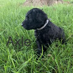 Double Doodle Puppies from Little Muddy Doodles