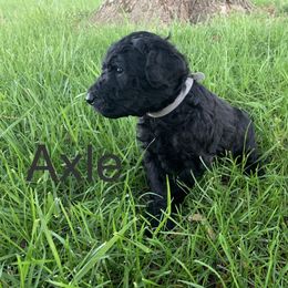 Double Doodle Puppies from Little Muddy Doodles