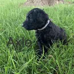 Double Doodle Puppies from Little Muddy Doodles