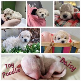 Poodle Puppies from Caboodles Of Poodles