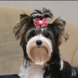 Lexi - Biewer Terrier