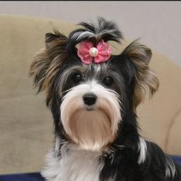 Lexi - Biewer Terrier