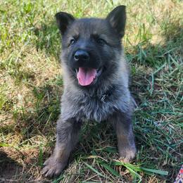 Walker (Black male) - Sable male German Shepherd puppy in Winchester, Kentucky from Del Lago Canine