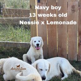 Navy boy - Light golden male Golden Retriever puppy in Knoxville, Tennessee from Autumn Lane Goldens