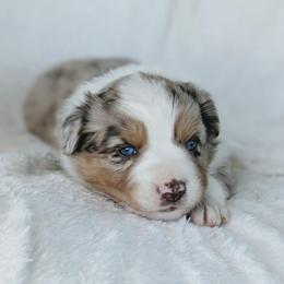 Girl 1 - Red merle female Australian Shepherd puppy in Yakima, Washington from Naches Heights Ranch