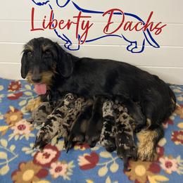 Girl 1 - Dapple Dachshund puppy in New Caney, Texas from Liberty Dachs