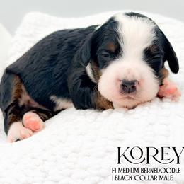 Korey - Tri-color male Bernedoodle puppy in Tipton, Indiana from Country Creek Doodles
