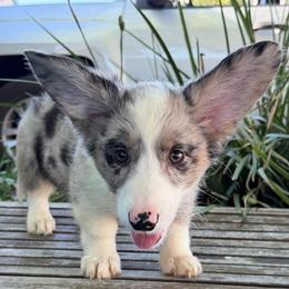 Maiya - Blue merle and white female Cardigan Welsh Corgi puppy in San Diego ,Ca, California from SoCal Native Corgis
