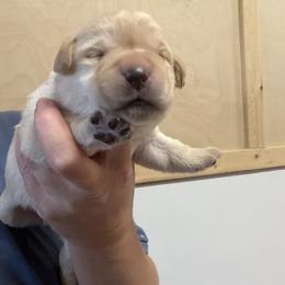 Girl 1 - Yellow female Labrador Retriever puppy in Strafford, New Hampshire from Alley Rock Labradors, LLC