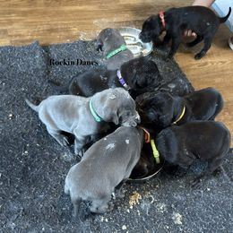 Female - Black female Great Dane puppy in North Branford, Connecticut from Rockin' Danes
