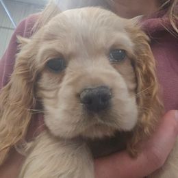 Dove - Buff female Cocker Spaniel puppy in Platteville, Wisconsin from Elk Grove Cocker Spainels