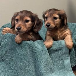 Dachshund puppies from Dackelbrook Dachshunds