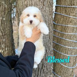 Blessed - Red male Bernedoodle puppy in Mount Vernon, Missouri from PoodlelyDoodlely