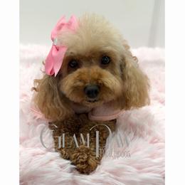 Maya - Poodle